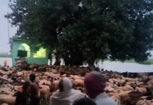 गाजीपुर में बाढ़ के बीच फंसीं 2 हजार भेड़ें, रातभर चला रेस्क्यू ऑपरेशन; ड्रोन से मिली लोकेशन