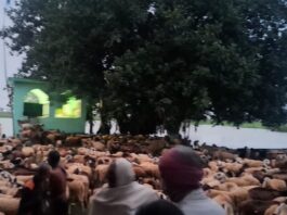 गाजीपुर में बाढ़ के बीच फंसीं 2 हजार भेड़ें, रातभर चला रेस्क्यू ऑपरेशन; ड्रोन से मिली लोकेशन