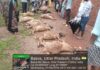 Fatehpur Latest News: ईंट-भट्ठे का चैंबर भरभराकर गिरा, मलबे में दबकर 15 भेड़ों की मौत