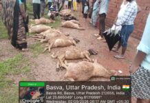 Fatehpur Latest News: ईंट-भट्ठे का चैंबर भरभराकर गिरा, मलबे में दबकर 15 भेड़ों की मौत