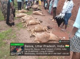 Fatehpur Latest News: ईंट-भट्ठे का चैंबर भरभराकर गिरा, मलबे में दबकर 15 भेड़ों की मौत