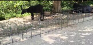 नाले के निर्माण में मानकों की अनदेखी का आरोप, जांच के निर्देश