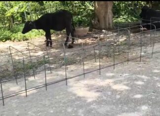 नाले के निर्माण में मानकों की अनदेखी का आरोप, जांच के निर्देश