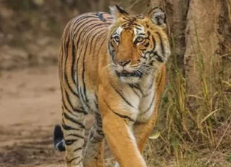 Lakhimpur Kheri Breking News: दलदल में फंसा बाघ, रेस्क्यू की तैयारी; ड्रोन से वन विभाग कर रहा निगरानी