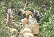 फतेहपुर में सागौन के चार प्रतिबंधित पेड़ काटने का आरोप, लकड़ी गायब मिलने पर मुकदमा दर्ज