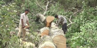 फतेहपुर में सागौन के चार प्रतिबंधित पेड़ काटने का आरोप, लकड़ी गायब मिलने पर मुकदमा दर्ज