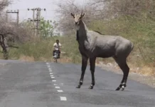 Fatehpur News: नीलगाय से टकराकर बाइक सवार दो युवक घायल, एक की हालत गंभीर