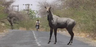 Fatehpur News: नीलगाय से टकराकर बाइक सवार दो युवक घायल, एक की हालत गंभीर