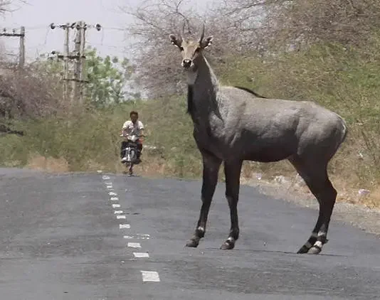 Fatehpur News: नीलगाय से टकराकर बाइक सवार दो युवक घायल, एक की हालत गंभीर